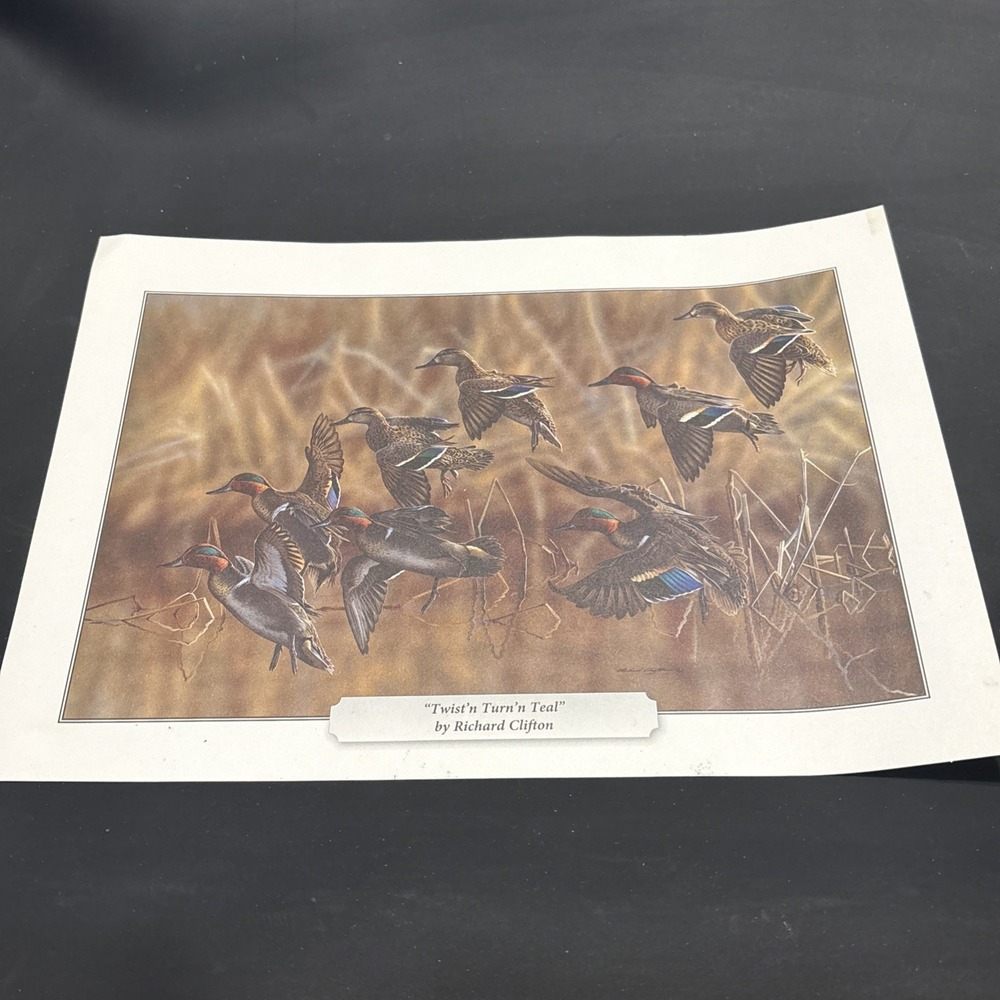 Ducks Unlimited Print Twist'n Turn'n Teal By Richard Clifton 11.5x8.5 Unframed